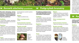 Grzyby...._flx_MID7_PLg26_9788383558745_05_1.jpg