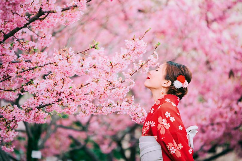 Kwitnące wiśnie w Japonii, czyli festiwal Hanami
